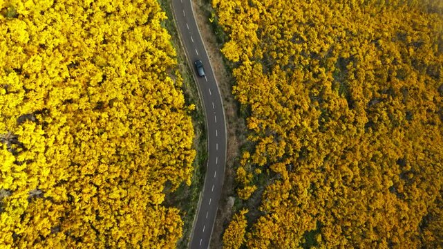 Aerial top down drone follow view of road with car among yellow Cytisus blooming shrubs near Pico do Arieiro, Portugal