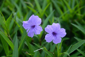 Close-up of purple evening flowers. Purple evening flowers are a type of flower with strong vitality, can withstand arid conditions quite well and grow quickly.