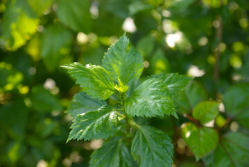 Hibiscus plant fresh growing baby leaves macro shot with details. Close-up