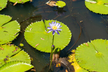 Seerose © Madeleine