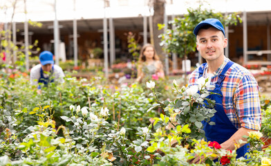 Sales consultant man inspects rose bushes, gets acquainted with new positions in assortment of...