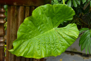 Green leaves of Elephant Ear plant. Alocasia macrorrhiza plant is Healthy Vegetables. Alocasia in the garden.