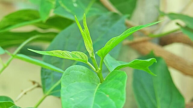 Fresh Chiangda vegetables from the garden