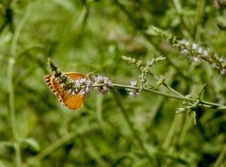 Yellow Flutter