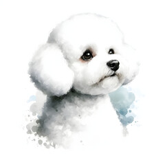 Obraz premium 흰 배경, 비숑 프리제, 수채화 (white background, Bichon frisé, water colour)