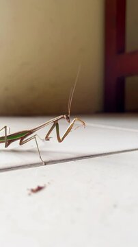 Indonesian grasshopper nymph (Tenodera sinensis Saussure) rubbing her face (CLOSEUP)