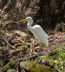 great white heron
