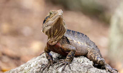 lizard on a rock