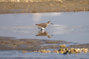 Green Sandpiper (Tringa ochropus foraging in the river. The Green Sandpiper is a small wading bird with dark greenish-brown plumage, and white underparts, prefers freshwater habitats, and migrates sea