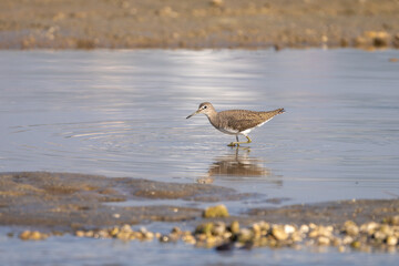 Green Sandpiper (Tringa ochropus foraging in the river. The Green Sandpiper is a small wading bird with dark greenish-brown plumage, and white underparts, prefers freshwater habitats, and migrates sea