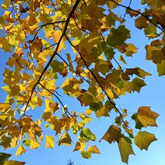 autumn leaves in the sky