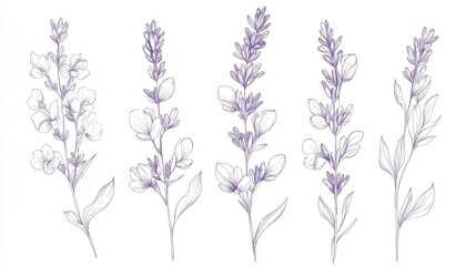 Obraz premium Lavender Line Illustration Monochrome Floral Arrangements Flower Coloring Sheet Line Art Flowers Fine Line Lavender Design Hand Drawn Botanicals Floral Art for Wedding Invitations