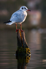 Black-headed gull (Chroicocephalus ridibundus) wit adult winter plumage, Etang de Berre, France