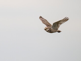 Burrowing Owl in flight on against sky