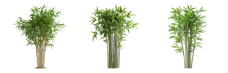 Obraz premium PNG Lush Green Plants for Indoor Decor and Landscaping isolated on transparent background