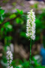 A rare ground orchid (Peristylus constrictus) in Burma. Beautiful white flowers bloom once a year in the rainy season.