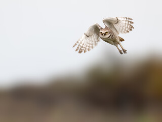 Burrowing Owl in flight landing on fence post
