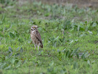Burrowing Owl standing on green grass