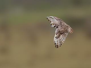 Burrowing Owl in flight against blur background, portrait