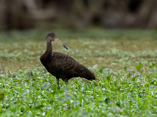 Limpkin foraging on the pond covered with dense vegetation