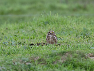 Fototapeta premium Burrowing Owl standing on green grass