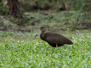 Limpkin foraging on the pond covered with dense vegetation