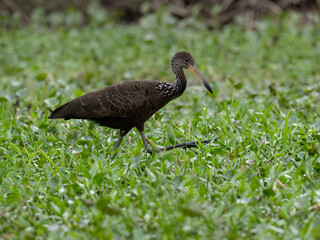 Limpkin foraging on the pond covered with dense vegetation