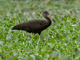 Limpkin foraging on the pond covered with dense vegetation