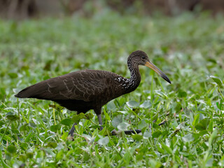 Limpkin foraging on the pond covered with dense vegetation