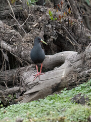 Plumbeous Rail navigating a wetland environment against a backdrop of tangled roots and aquatic vegetation 