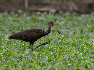 Limpkin foraging on the pond covered with dense vegetation