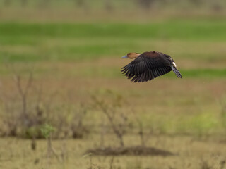 Fulvous Whistling-Duck  in flight against a blurred background of wetlands and greenery