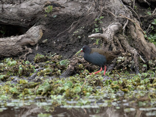 Plumbeous Rail navigating a wetland environment against a backdrop of tangled roots and aquatic vegetation 