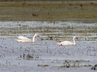 Coscoroba Swans (Coscoroba coscoroba) swimming in shallow wetland waters