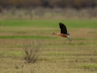 Fulvous Whistling-Duck  in flight against a blurred background of wetlands and greenery