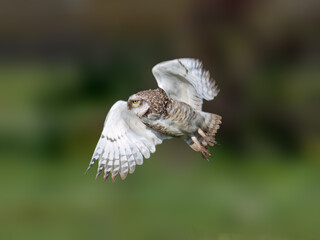 Burrowing Owl in flight against a blurred green background