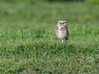Burrowing Owl standing on green grass