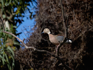 Ringed Teal on tree branch