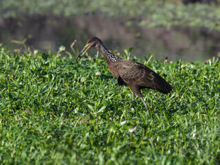 Limpkin foraging on the pond covered with dense vegetation