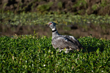 Southern Screamer in flight over the pond covered with dense vegetation