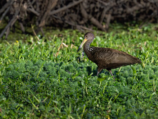 Limpkin foraging on the pond covered with dense vegetation