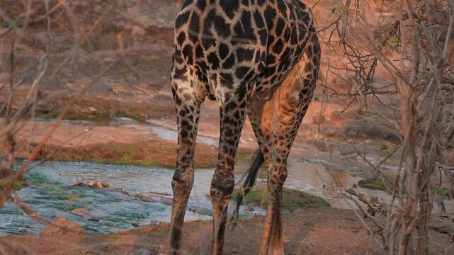 Rare black color phase in this male Giraffe, a large African hoofed mammal belonging to the genus Giraffa. It is the tallest living terrestrial animal and the largest ruminant on Earth. Slow motion