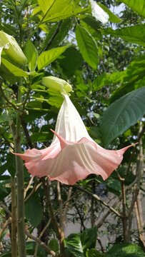Uma flor trombeta de anjo cor-de-rosa.