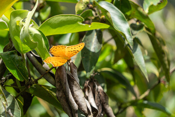 Orangefarbener Schmetterling im Regenwald, Queensland, Australien