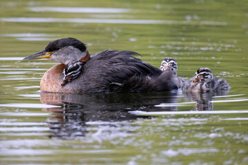 Red-necked grebe Podiceps grisegena swimming with a cute chick on its back and two more chicks swimming behind it