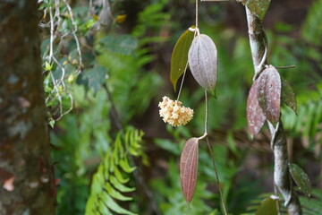 H&auml;ngende Bl&uuml;te im Regenwald, Queensland, Australien