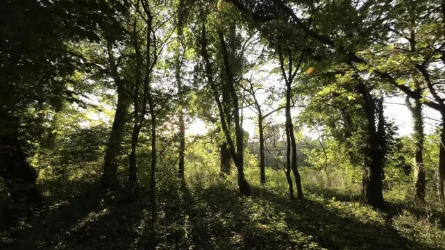 This is a beautiful video of a lush green forest. The sun is shining through the trees, creating a magical atmosphere. The video is perfect for relaxation or as a background for your next project.