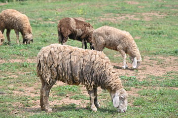 Fototapeta premium Sheeps with dirty hair eating grass in rural field. Sheep is a farm animal with thick wool that eats grass and is kept for its wool, skin, and meat.