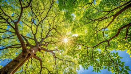 Fototapeta premium A canopy of vibrant green leaves reaches towards the sun, illuminating the intricate network of branches and creating a sense of awe and wonder.