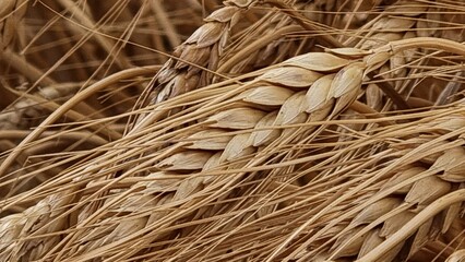 wheat spikes dry at summer season for background